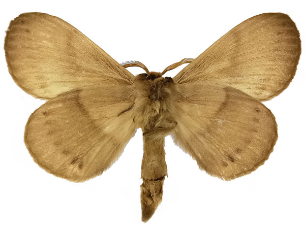 /filer/webapps/moths/media/images/F/fuscescens_Philotherma_AM_NHMUKb.jpg