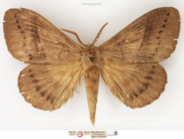 /filer/webapps/moths/media/images/F/fuscescens_Philotherma_HT_NHMUK.jpg