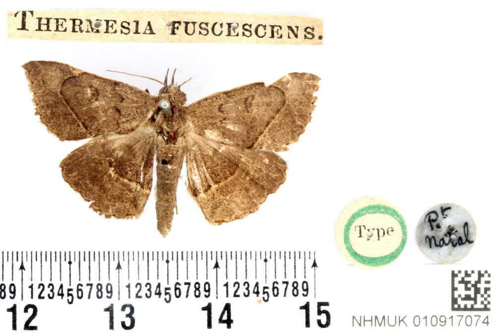 /filer/webapps/moths/media/images/F/fuscescens_Thermesia_HT_BMNH.jpg