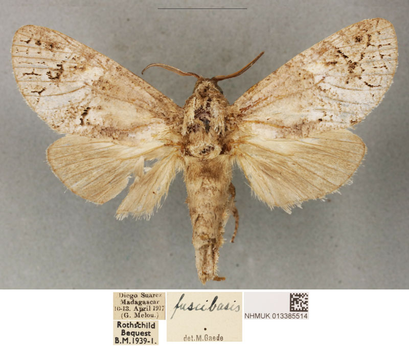 /filer/webapps/moths/media/images/F/fuscibasis_Cossus_STF_BMNH_02.jpg