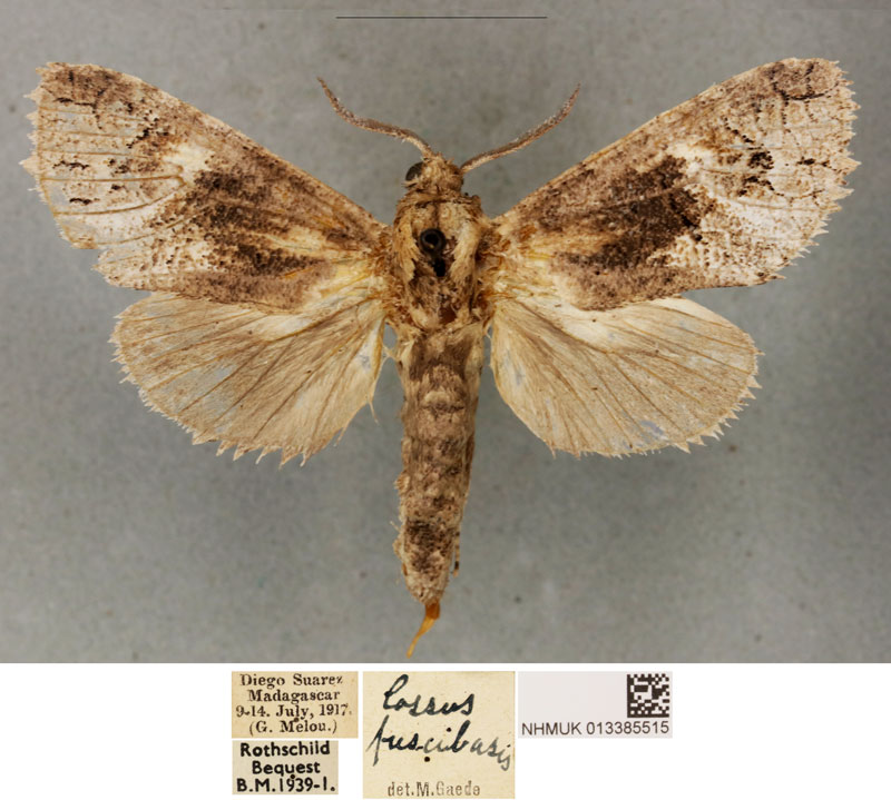 /filer/webapps/moths/media/images/F/fuscibasis_Cossus_STF_BMNH_03.jpg