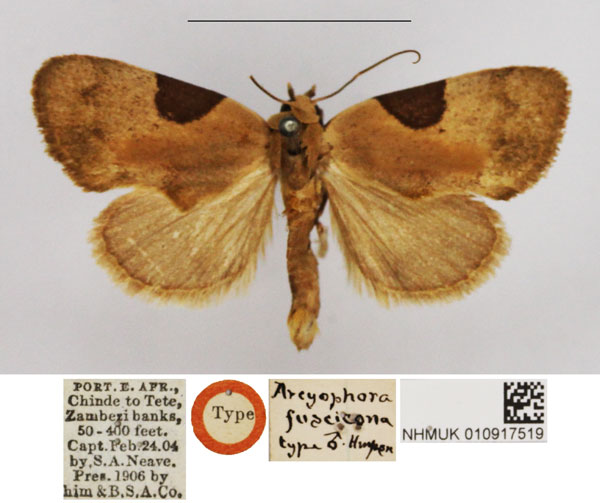 /filer/webapps/moths/media/images/F/fuscicona_Arcyophora_HT_NHMUK.jpg