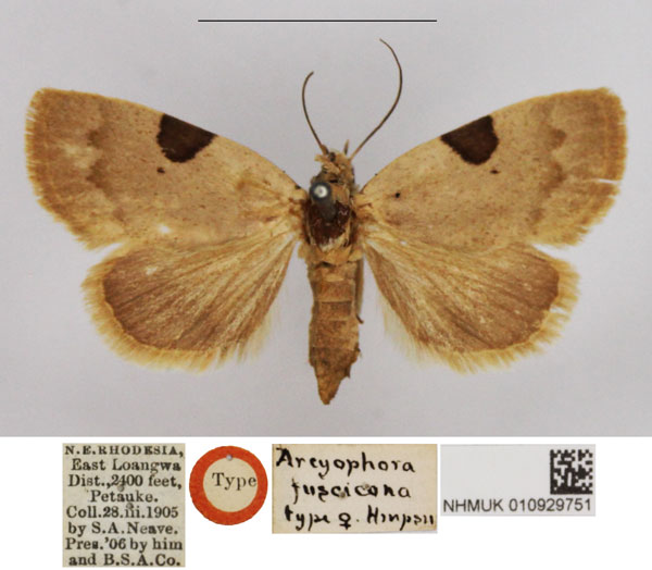 /filer/webapps/moths/media/images/F/fuscicona_Arcyophora_PTF_NHMUK.jpg