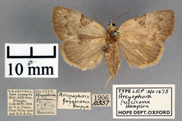/filer/webapps/moths/media/images/F/fuscicona_Arcyophora_PT_OUMNH_01.jpg