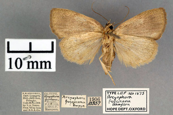 /filer/webapps/moths/media/images/F/fuscicona_Arcyophora_PT_OUMNH_02.jpg