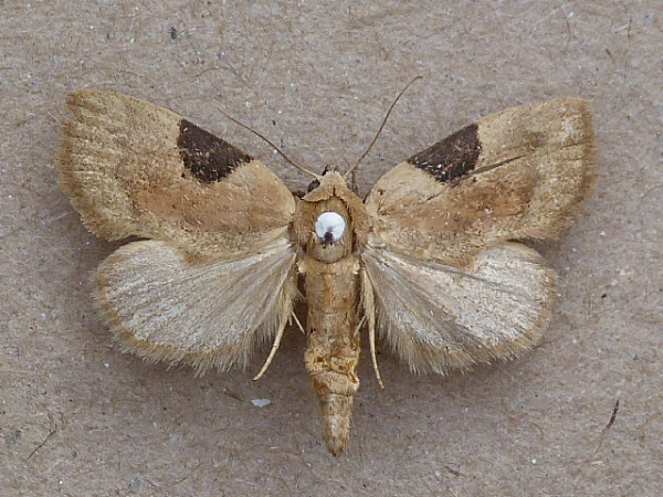 /filer/webapps/moths/media/images/F/fuscicona_Odontestis_A_Butler.jpg