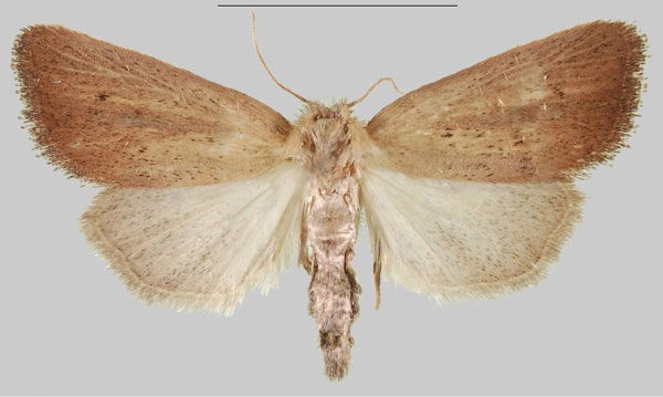 /filer/webapps/moths/media/images/F/fuscifrontia_Sesamia_AF_MNHNa.jpg