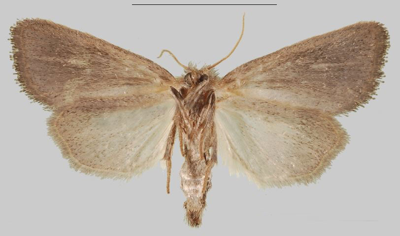 /filer/webapps/moths/media/images/F/fuscifrontia_Sesamia_AF_MNHNb.jpg
