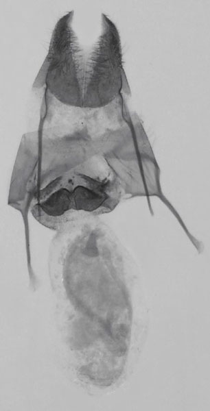 /filer/webapps/moths/media/images/F/fuscifrontia_Sesamia_GF_MNHN_121.jpg