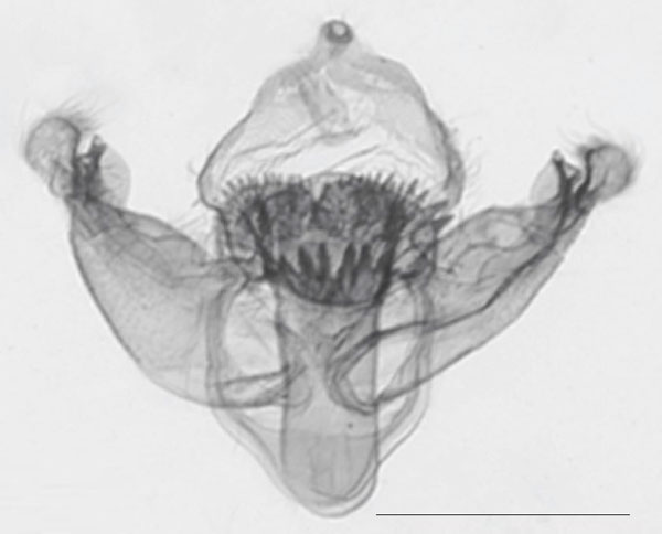 /filer/webapps/moths/media/images/F/fuscifrontia_Sesamia_GMHT_NHMUK_2272.jpg