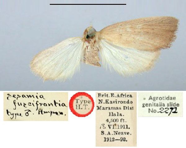 /filer/webapps/moths/media/images/F/fuscifrontia_Sesamia_HT_BMNH.jpg