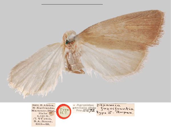 /filer/webapps/moths/media/images/F/fuscifrontia_Sesamia_HT_NHMUKa.jpg