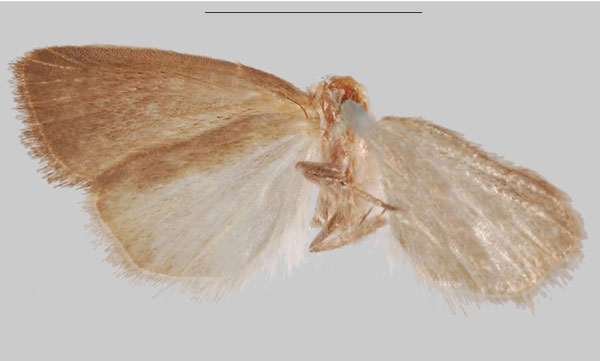 /filer/webapps/moths/media/images/F/fuscifrontia_Sesamia_HT_NHMUKb.jpg