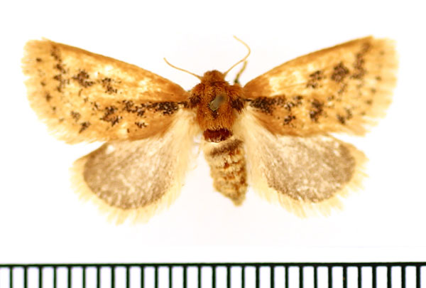 /filer/webapps/moths/media/images/F/fuscifusa_Macroplectra_AF_BMNH.jpg