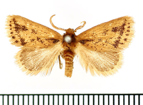 /filer/webapps/moths/media/images/F/fuscifusa_Macroplectra_AM_BMNH.jpg