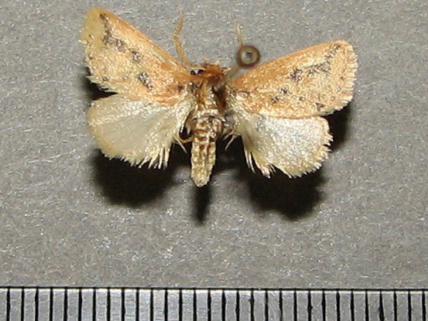 /filer/webapps/moths/media/images/F/fuscifusa_Macroplectra_A_Goff_01.JPG