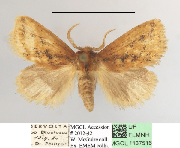 /filer/webapps/moths/media/images/F/fuscifusa_Macroplectra_A_MGCLa_01.JPG