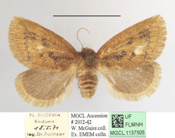 /filer/webapps/moths/media/images/F/fuscifusa_Macroplectra_A_MGCLa_02.JPG