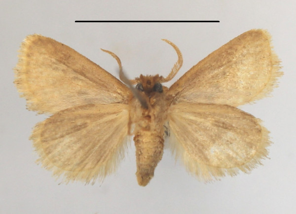 /filer/webapps/moths/media/images/F/fuscifusa_Macroplectra_A_MGCLb_01.JPG