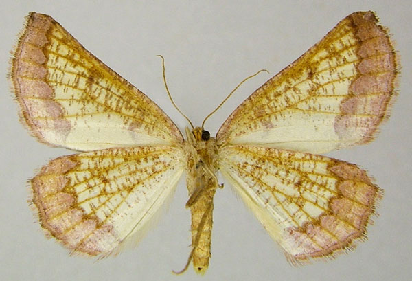 /filer/webapps/moths/media/images/F/fuscimargo_Drepanogynis_AF_ZSMb.jpg