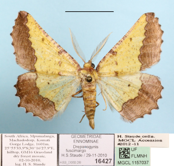 /filer/webapps/moths/media/images/F/fuscimargo_Drepanogynis_AM_MGCLa_01.JPG