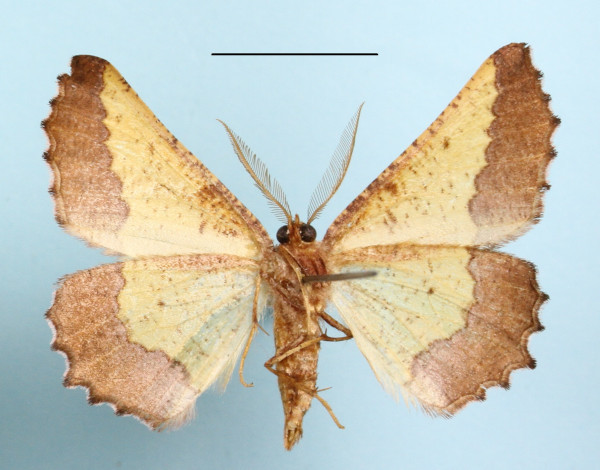 /filer/webapps/moths/media/images/F/fuscimargo_Drepanogynis_AM_MGCLb_01.JPG