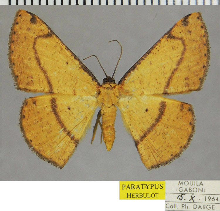 /filer/webapps/moths/media/images/F/fuscimargo_Pigiopsis_PTF_ZSM.jpg