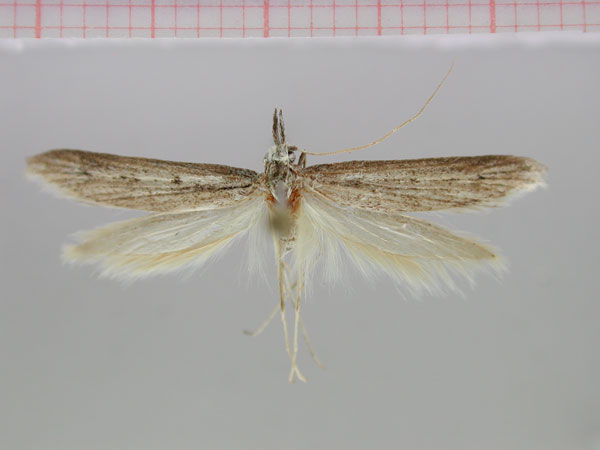/filer/webapps/moths/media/images/F/fuscinervosa_Pexippica_HT_ZMHB.jpg