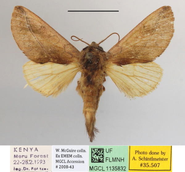/filer/webapps/moths/media/images/F/fuscinota_Scalmicauda_A_MGCLa_01.JPG