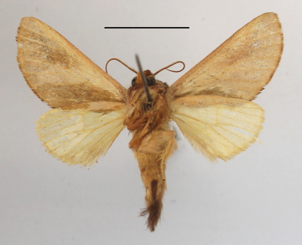 /filer/webapps/moths/media/images/F/fuscinota_Scalmicauda_A_MGCLb_01.JPG