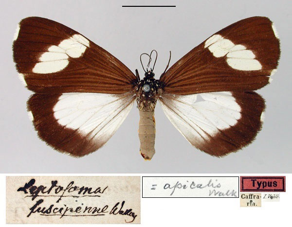 /filer/webapps/moths/media/images/F/fuscipenne_Leptosoma_HT_SNHM.jpg