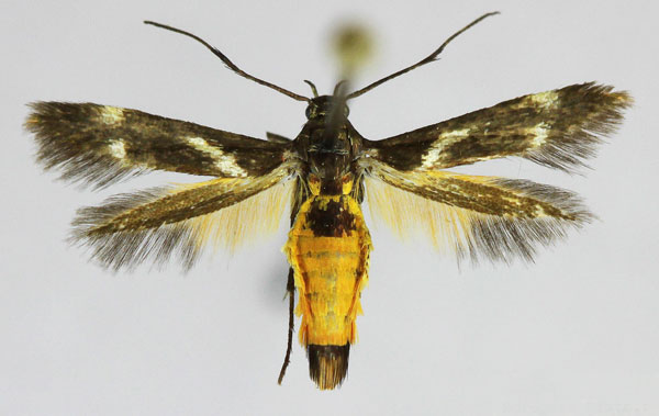 /filer/webapps/moths/media/images/F/fuscipennis_Eretmocera_AM_Bengtsson.jpg
