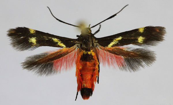 /filer/webapps/moths/media/images/F/fuscipennis_Eretmocera_AM_Bengtsson_02.jpg