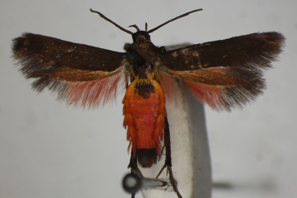 /filer/webapps/moths/media/images/F/fuscipennis_Eretmocera_A_BMNH_01.jpg