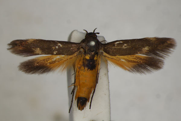/filer/webapps/moths/media/images/F/fuscipennis_Eretmocera_A_BMNH_02.jpg