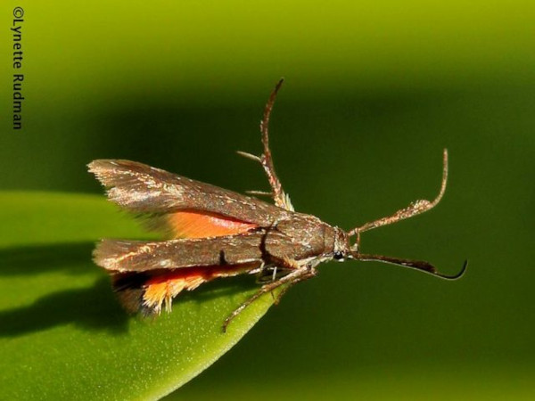 /filer/webapps/moths/media/images/F/fuscipennis_Eretmocera_A_Rudman_01.jpg