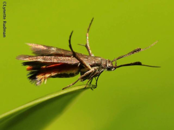 /filer/webapps/moths/media/images/F/fuscipennis_Eretmocera_A_Rudman_02.jpg