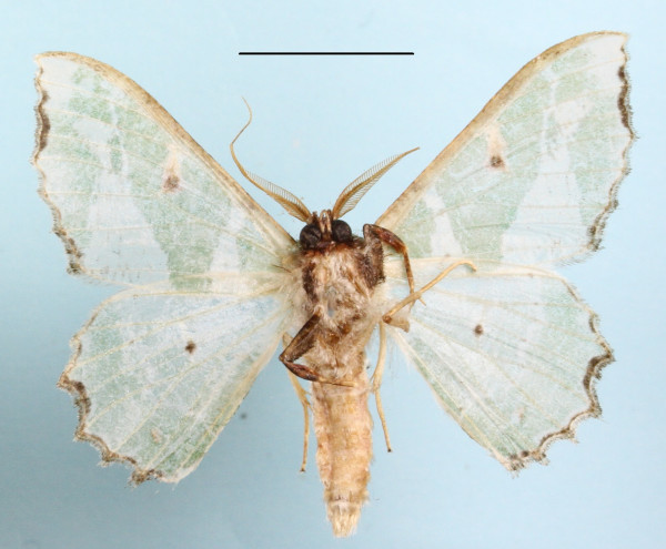 /filer/webapps/moths/media/images/F/fuscithorax_Victoria_A_MGCLb_01.jpg