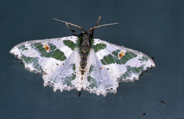 /filer/webapps/moths/media/images/F/fuscithorax_Victoria_A_Roland_05.jpg