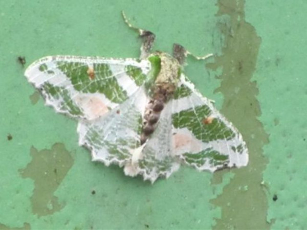 /filer/webapps/moths/media/images/F/fuscithorax_Victoria_A_Stanton.jpg