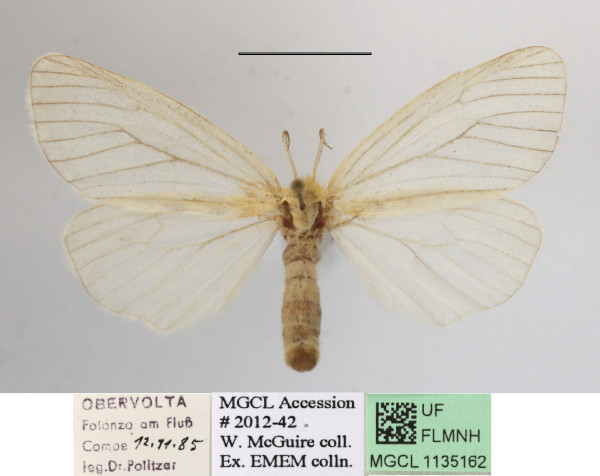 /filer/webapps/moths/media/images/F/fuscivena_Stracena_A_MGCLa_02.JPG