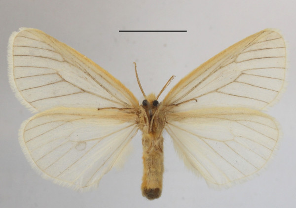 /filer/webapps/moths/media/images/F/fuscivena_Stracena_A_MGCLb_01.JPG