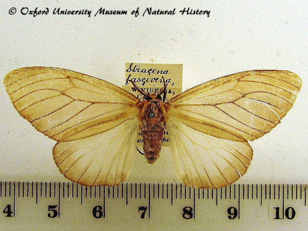 /filer/webapps/moths/media/images/F/fuscivena_Stracena_A_OUMNH.JPG