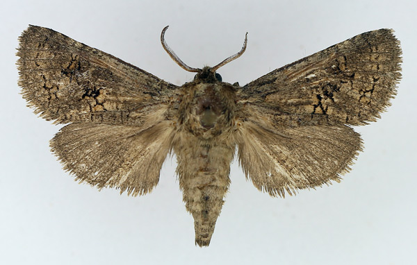 /filer/webapps/moths/media/images/F/fuscoalaria_Lichtensteiniana_AF_TMSA.jpg