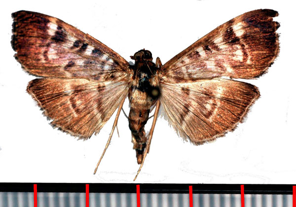 /filer/webapps/moths/media/images/F/fuscoalbalis_Dichocrocis_AM_Poltavsky.jpg