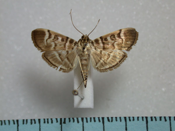 /filer/webapps/moths/media/images/F/fuscoalbalis_Dichocrocis_A_Revell.jpg