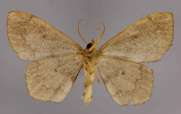 /filer/webapps/moths/media/images/F/fuscobrunnea_Scopula_A_ZSM_02.jpg