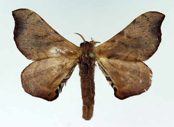 /filer/webapps/moths/media/images/F/fuscocervina_Racinoa_AF_Basquin.jpg