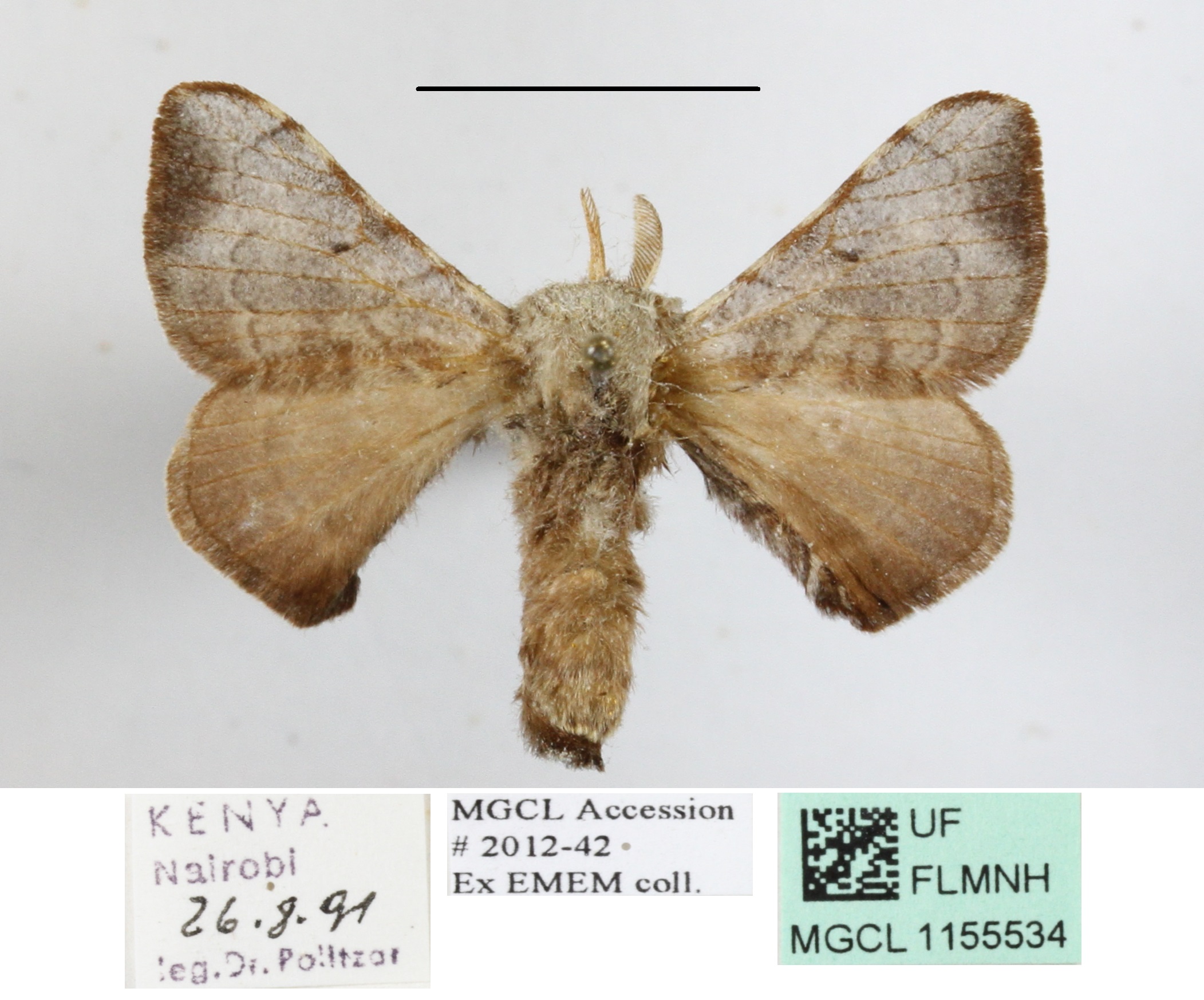 /filer/webapps/moths/media/images/F/fuscocervina_Racinoa_A_MGCLa_01.JPG