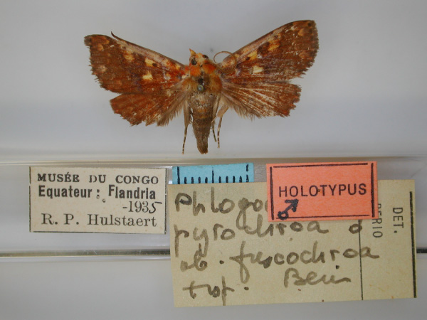 /filer/webapps/moths/media/images/F/fuscochroa_Phlogochroa_HT_RMCA_01.jpg
